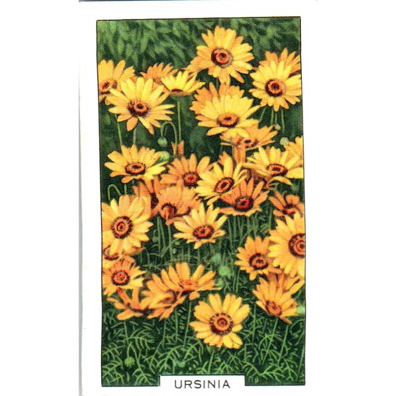 1930s Gallaher Cigarette Card Garden Flowers #19 Ursina SE5