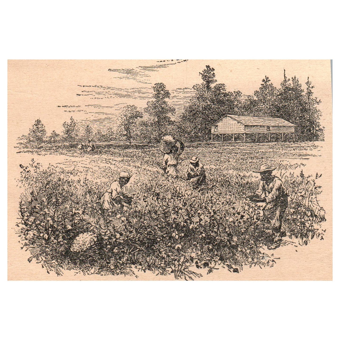 African Americans Picking Cotton in Tennessee 3.5x5" Engraving 1899 TJ8-7