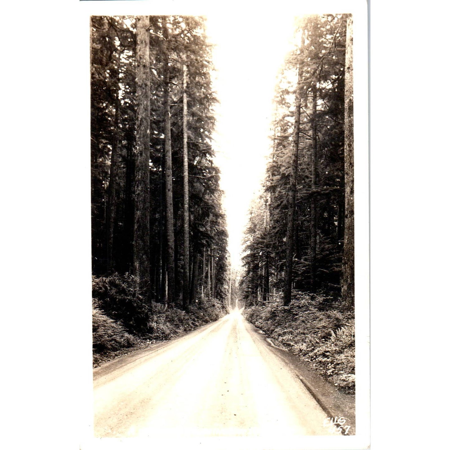 Western Washington Highway RPPC Original Postcard TK1-24