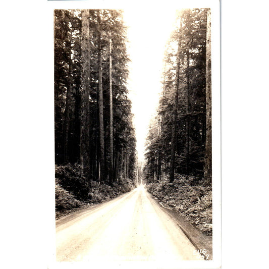 Western Washington Highway RPPC Original Postcard TK1-24