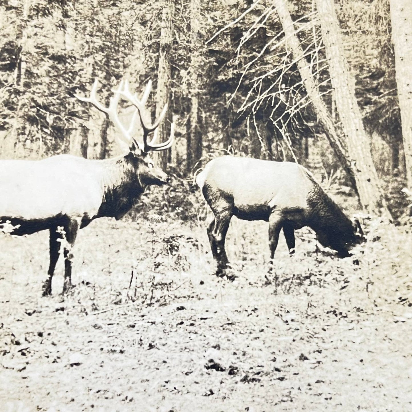 1920s RPPC Deer Hunting Buck and Doe Postcard SC6