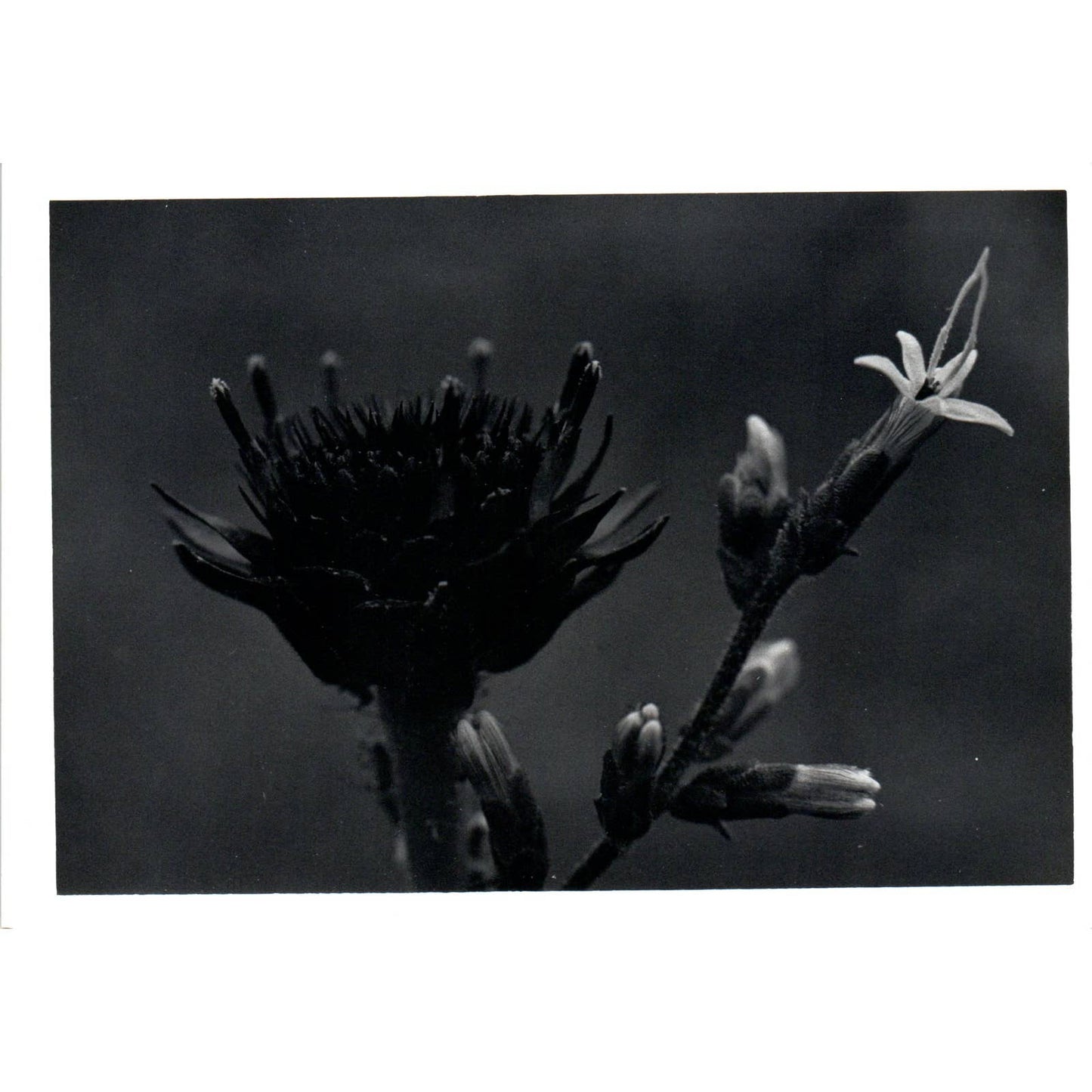 c1970 Original Photograph Bell Flower Wildflowers Flowers 5x7" AD6