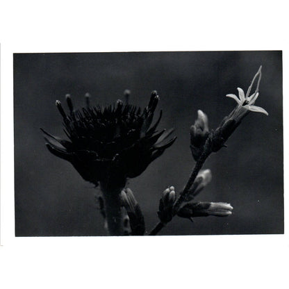 c1970 Original Photograph Bell Flower Wildflowers Flowers 5x7" AD6