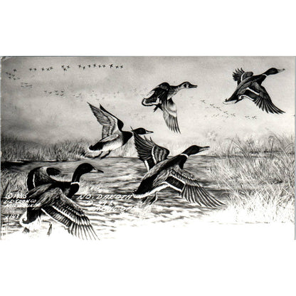 1946 North Dakota Beauties Mallards Taking Off Duck Hunting RPPC Postcard TJ9-P1