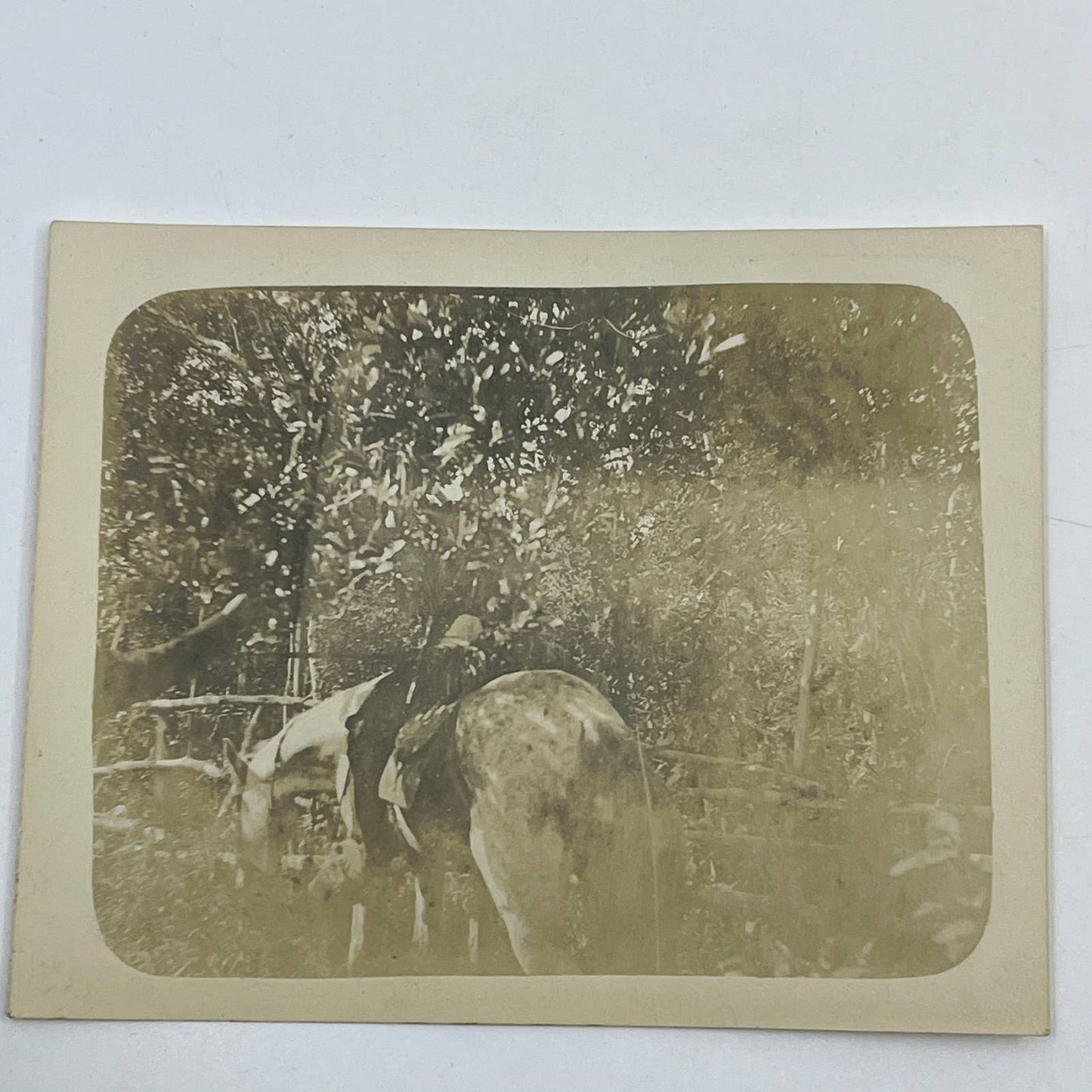 1903 Original Sepia Photograph Horse Riding At Tuxpam Mexico AC7