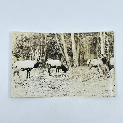 1920s RPPC Deer Hunting Buck and Doe Postcard SC6