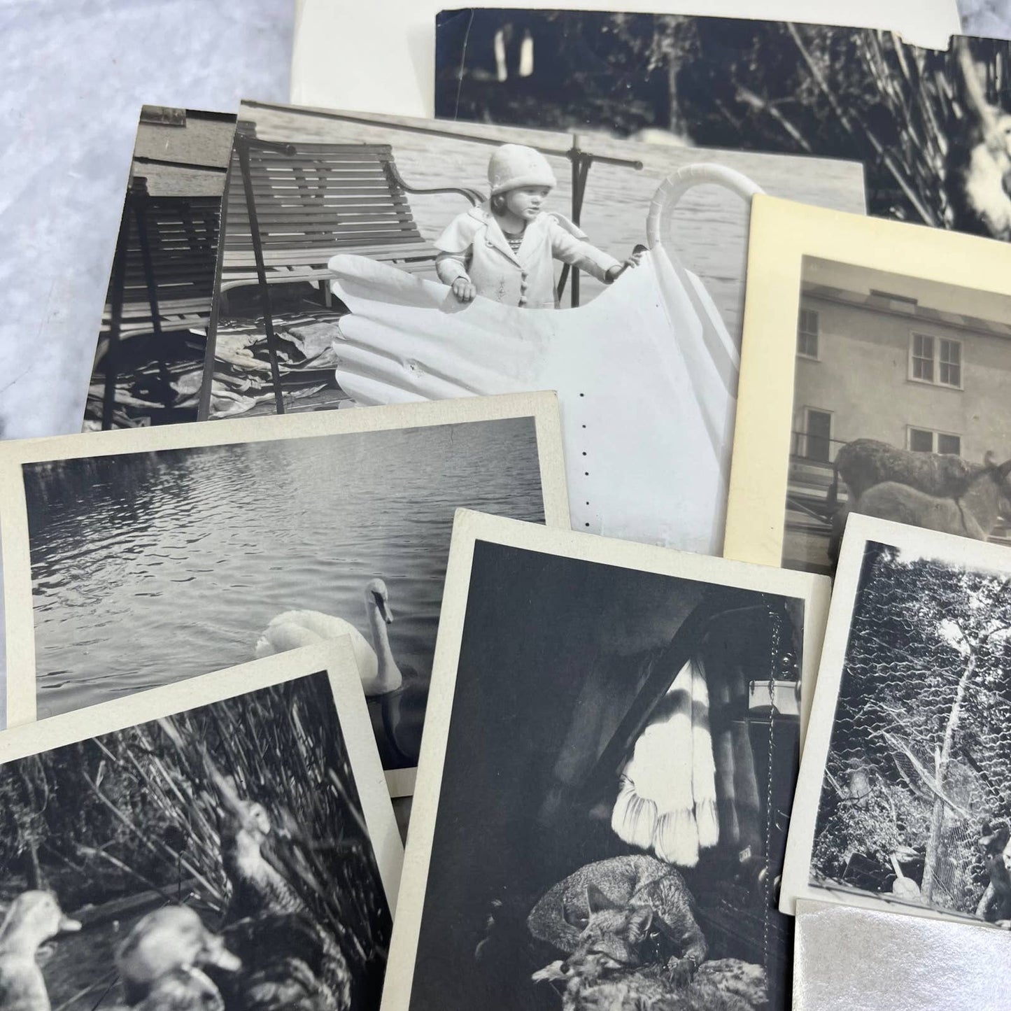 1920s Collection of Photos & Negatives of Birds and Animals TJ9-PG4