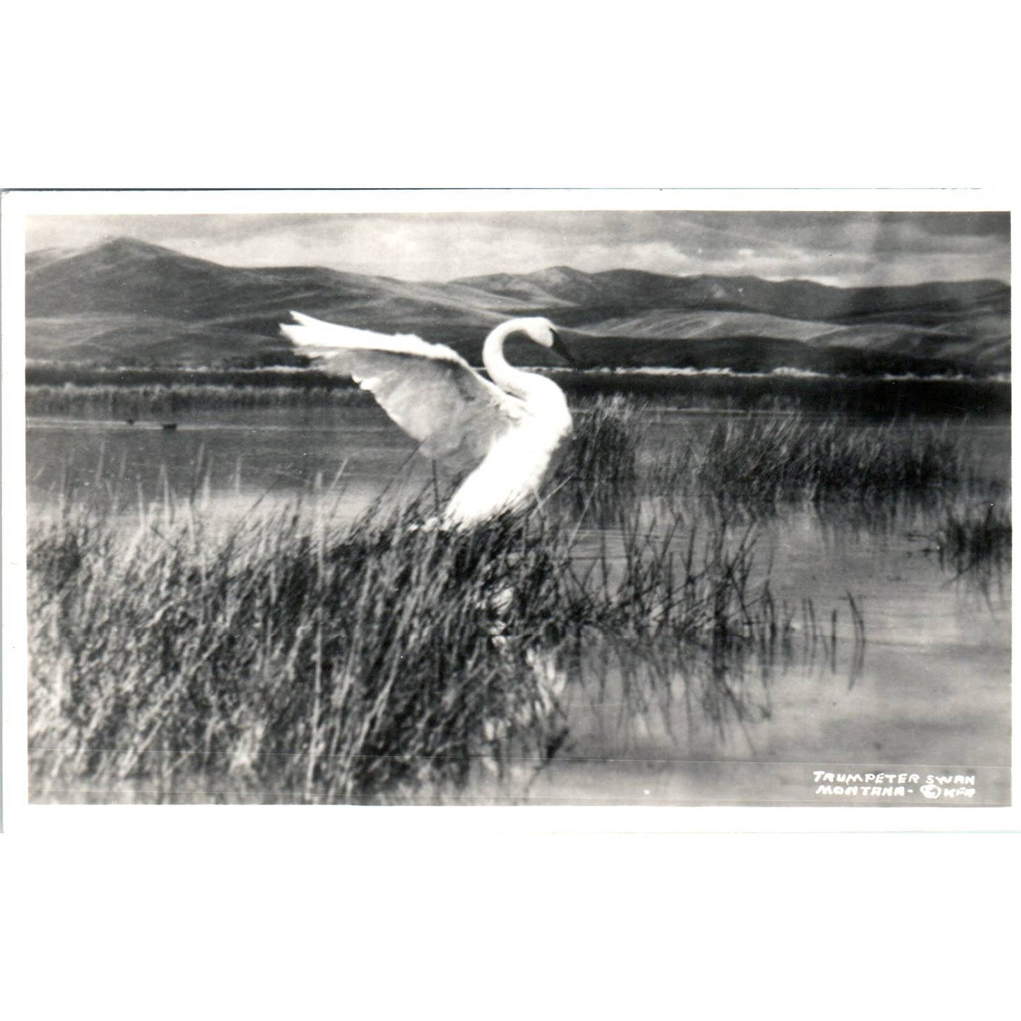 Antique Postcard RPPC Trumpeter Swan Montana SE8