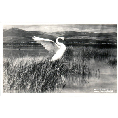 Antique Postcard RPPC Trumpeter Swan Montana SE8
