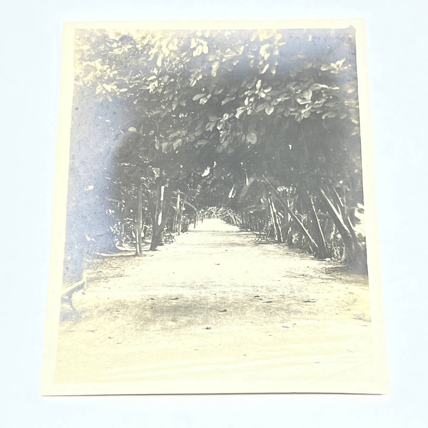 1903 Original Sepia Photograph Banana Grove in Tehuacan Puebla AC7