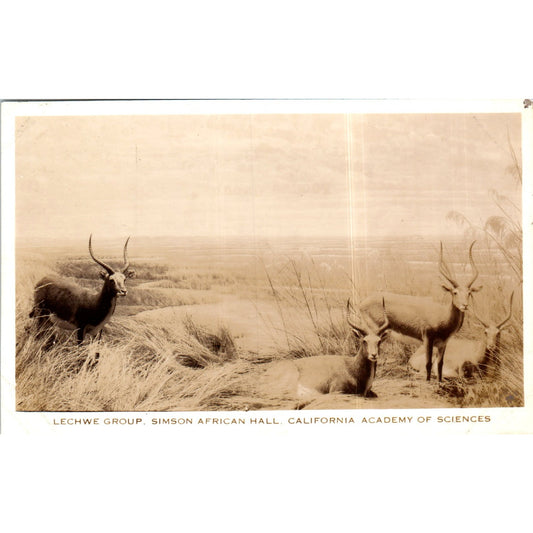 Lechwe Group Simson African Hall CA Academy of Sciences RPPC Postcard P2-7