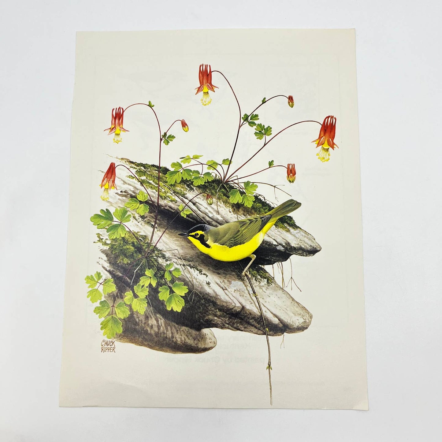 Vintage Art Print The Kentucky Warbler Chuck Ripper 8.5 x 11 AA8