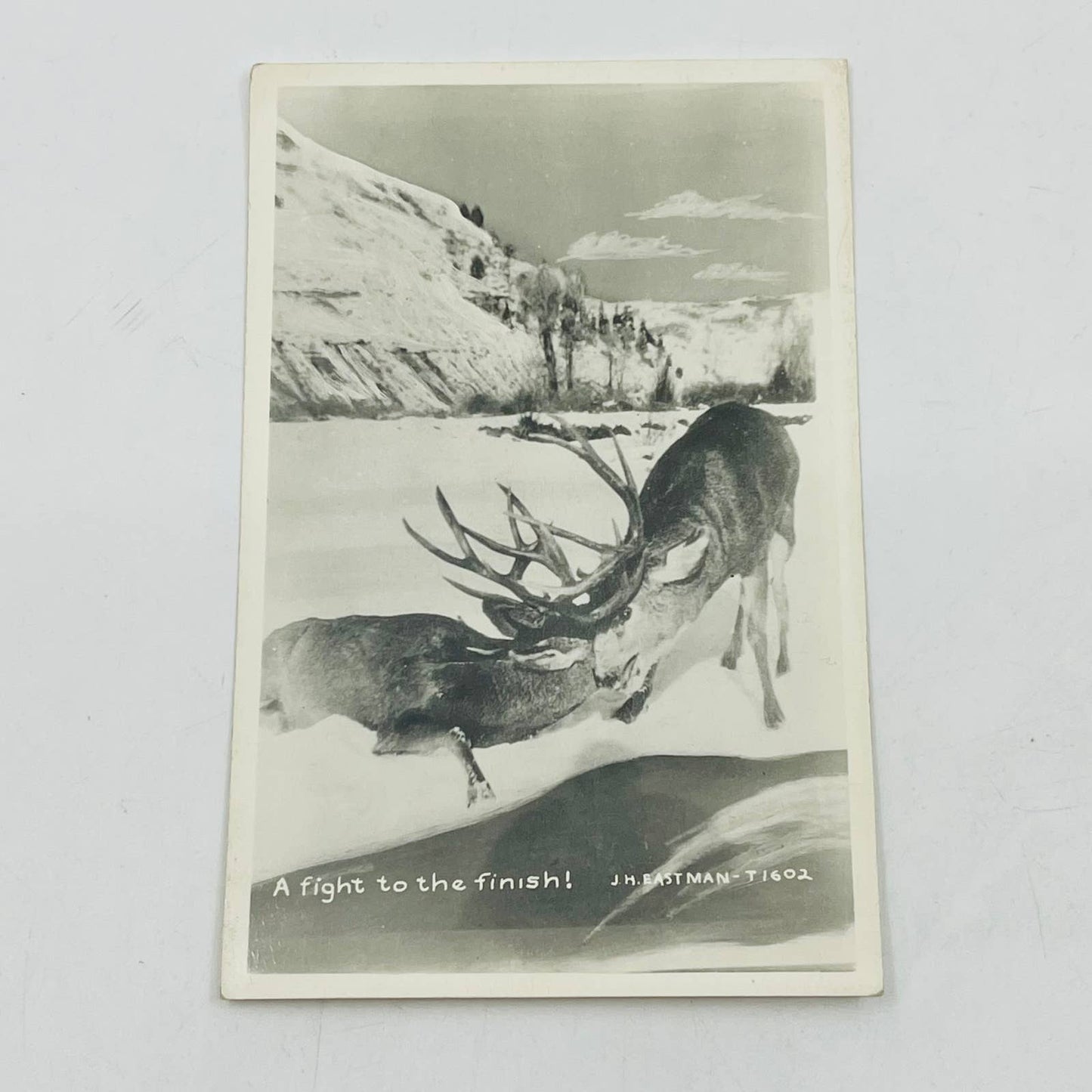 Early 1900s RPPC Deer Steer Bucks Locking Horns Fighting Snow Winter PA9