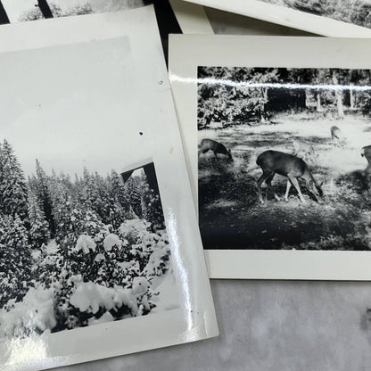 1939 Collection of Photos & Negatives of Yellowstone Park in the Winter TJ9-PG6