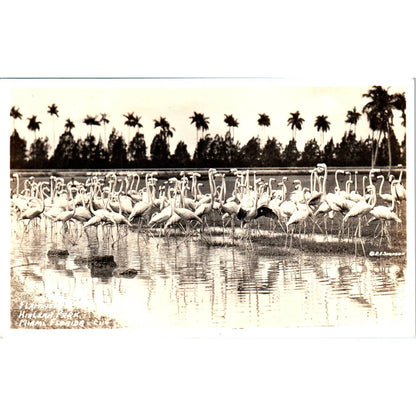 Flamingos Hirlean Park Miami FL RPPC Original Postcard TK1-P1