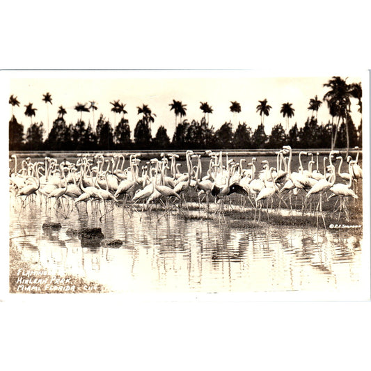 Flamingos Hirlean Park Miami FL RPPC Original Postcard P3-3