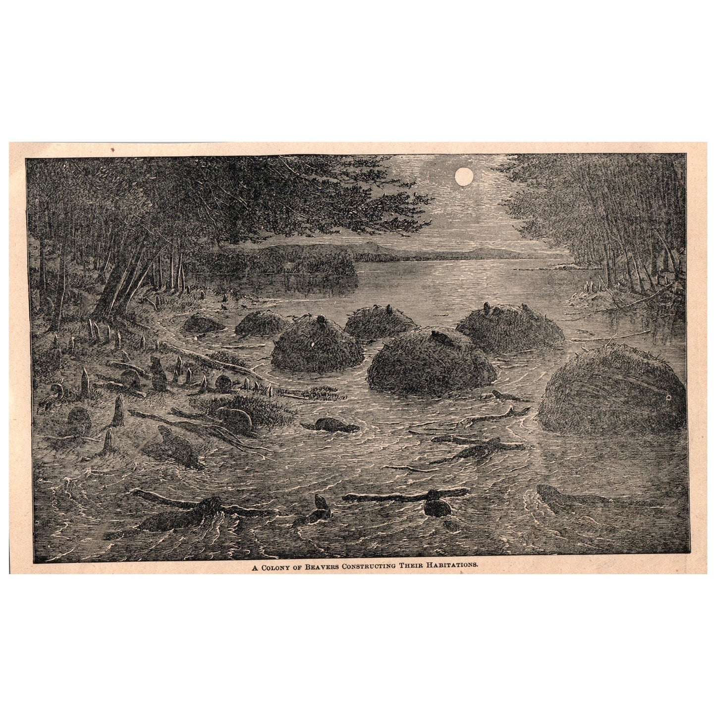 A Colony of Beavers Building Their Habitat 6x9" Original Engraving 1899 AK5-18