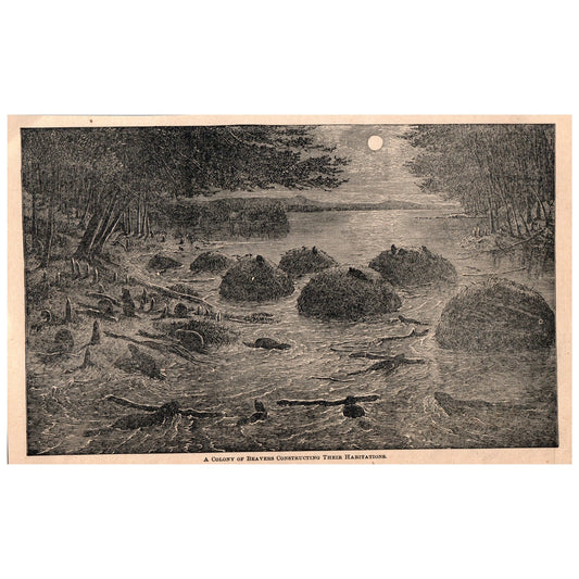 A Colony of Beavers Building Their Habitat 6x9" Original Engraving 1899 AK5-18