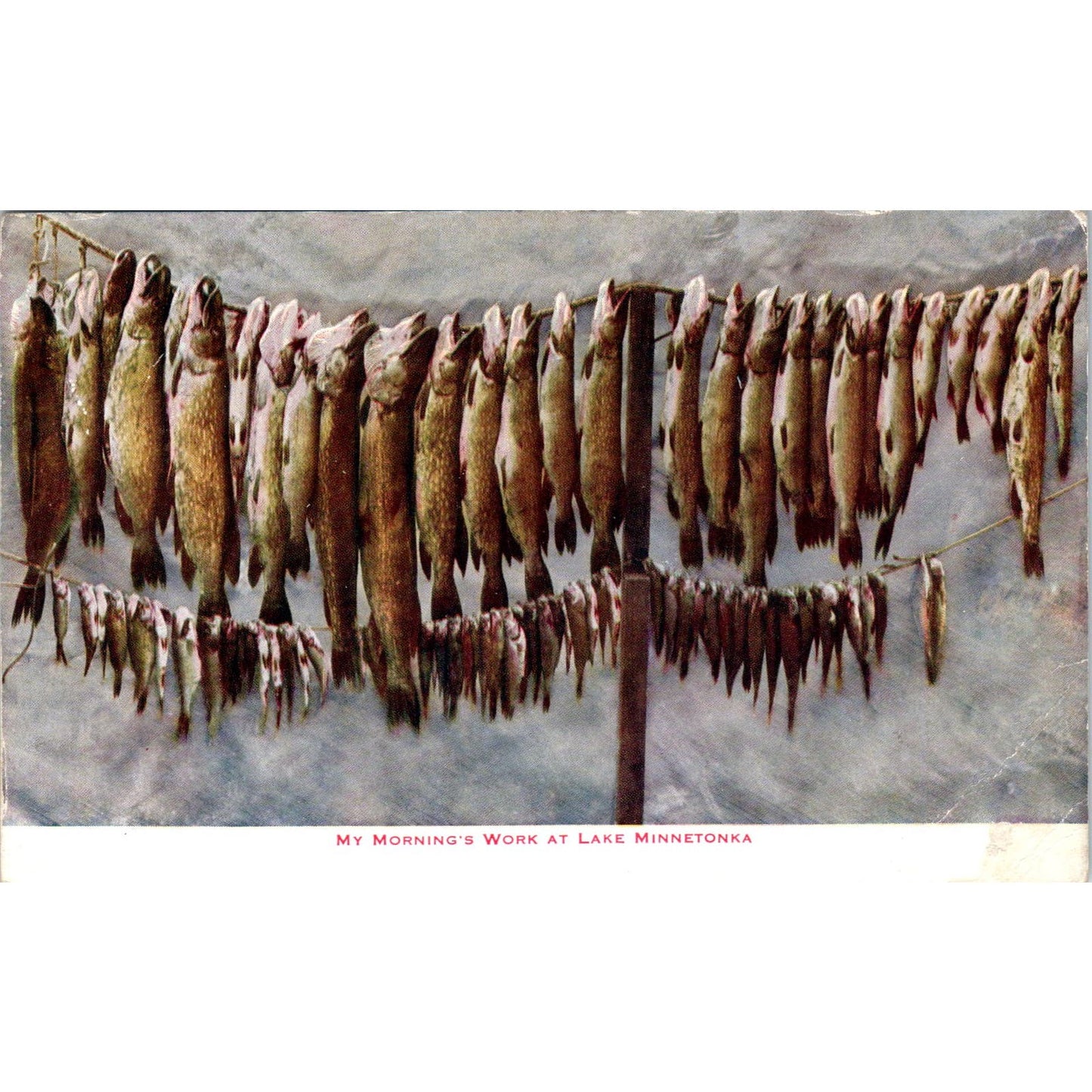 Morning's Catch Lake Minnetonka MN Fish on Line 1912 Original Postcard PB1