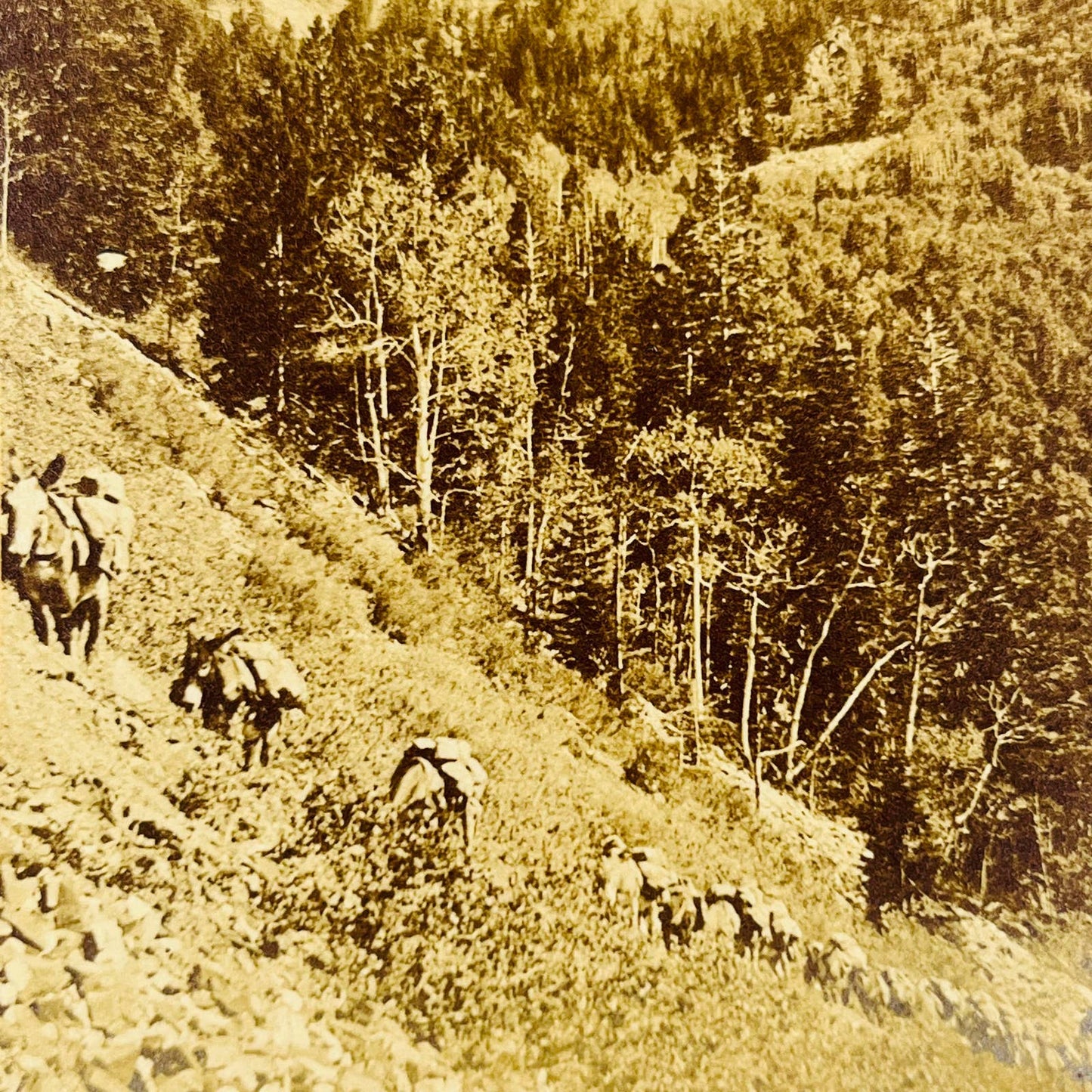 1800s Stereoview GOLD RUSH Miners Ships Riding Donkeys Uphill Ouray Colorado