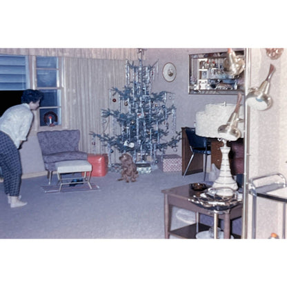 1965 Original Color Slide Christmas Tree Cocker Spaniel Set of 2 2x2 TK2-S4-25