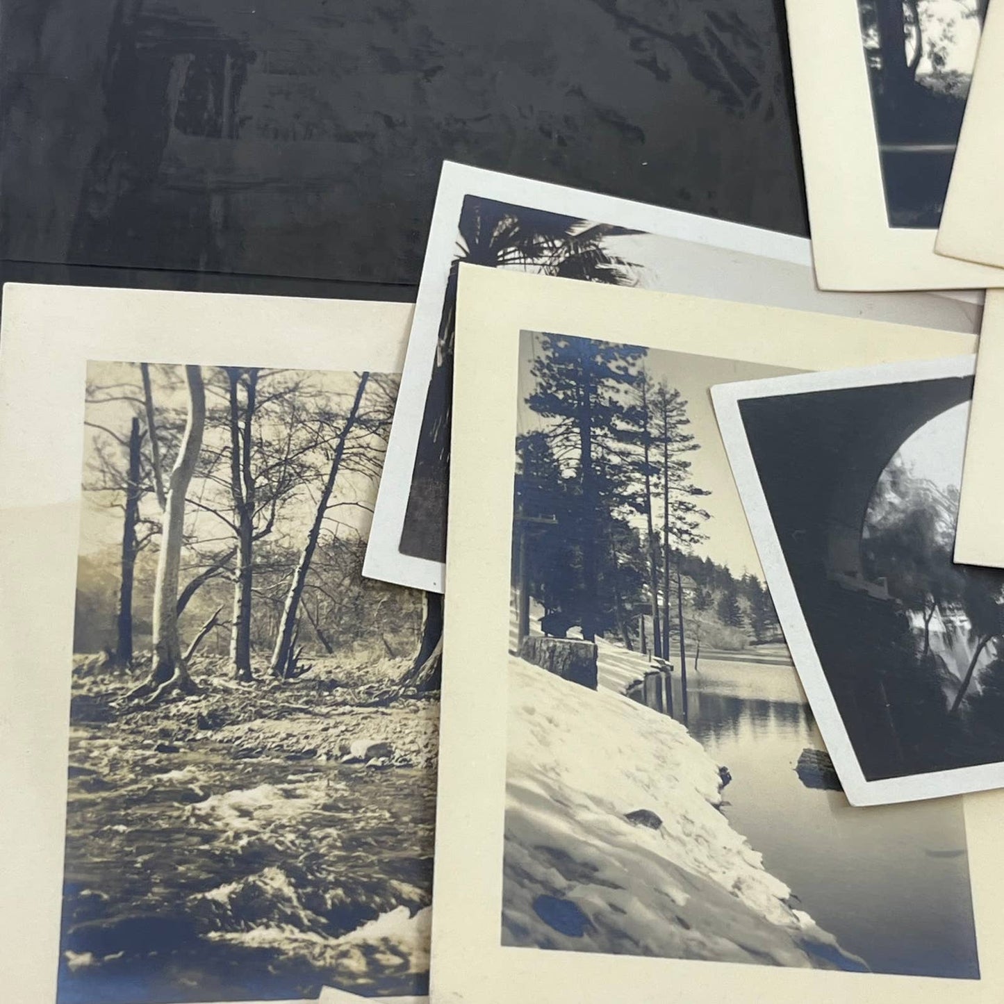 1925 Collection of Photos, Negatives Trees in CA San Diego Lake Arrowhead TK1-PL