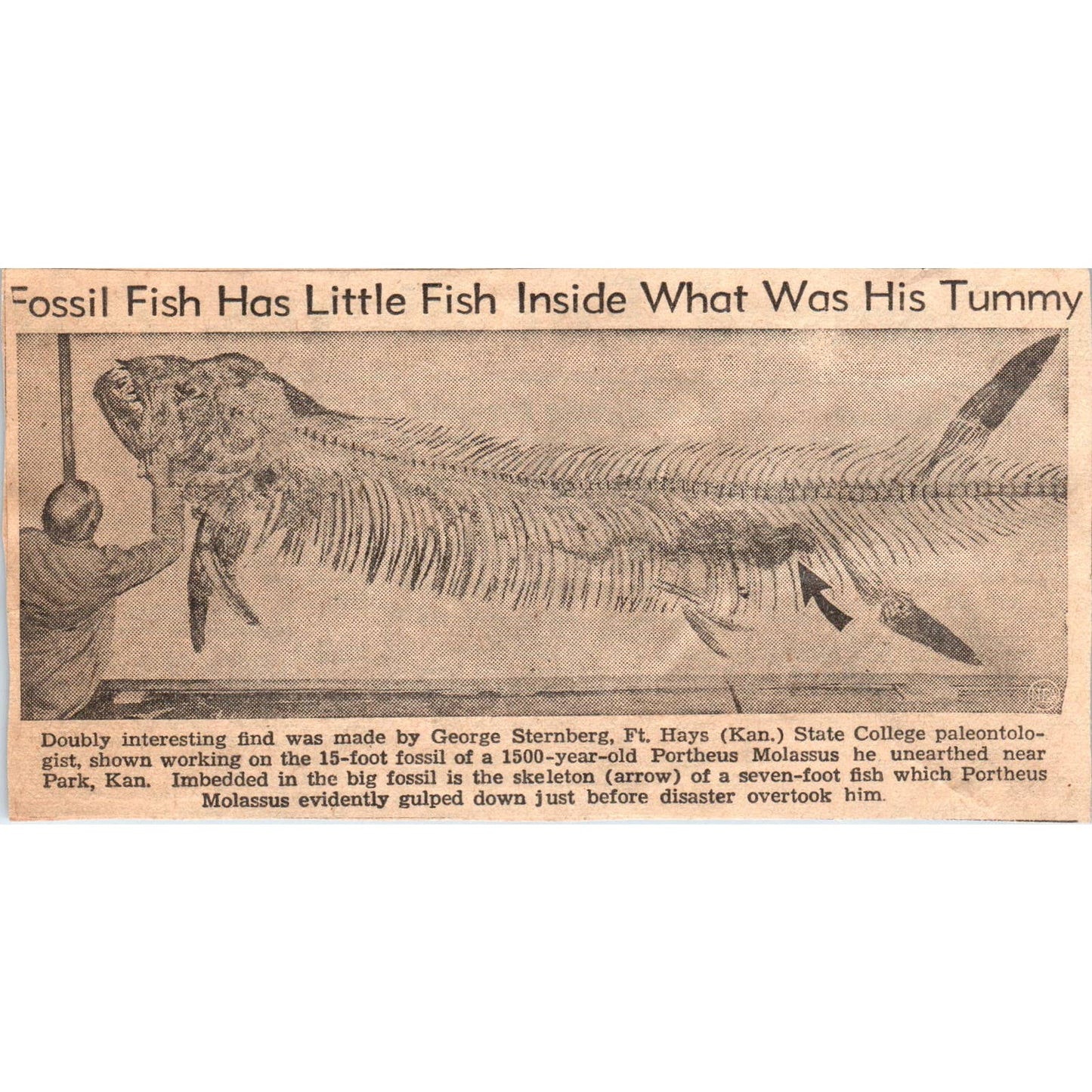 1960s Clipped Newspaper Photo Fish Fossil- George Sternberg Ft. Hays KS SF2