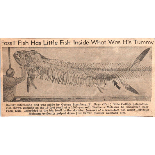1960s Clipped Newspaper Photo Fish Fossil- George Sternberg Ft. Hays KS SF2