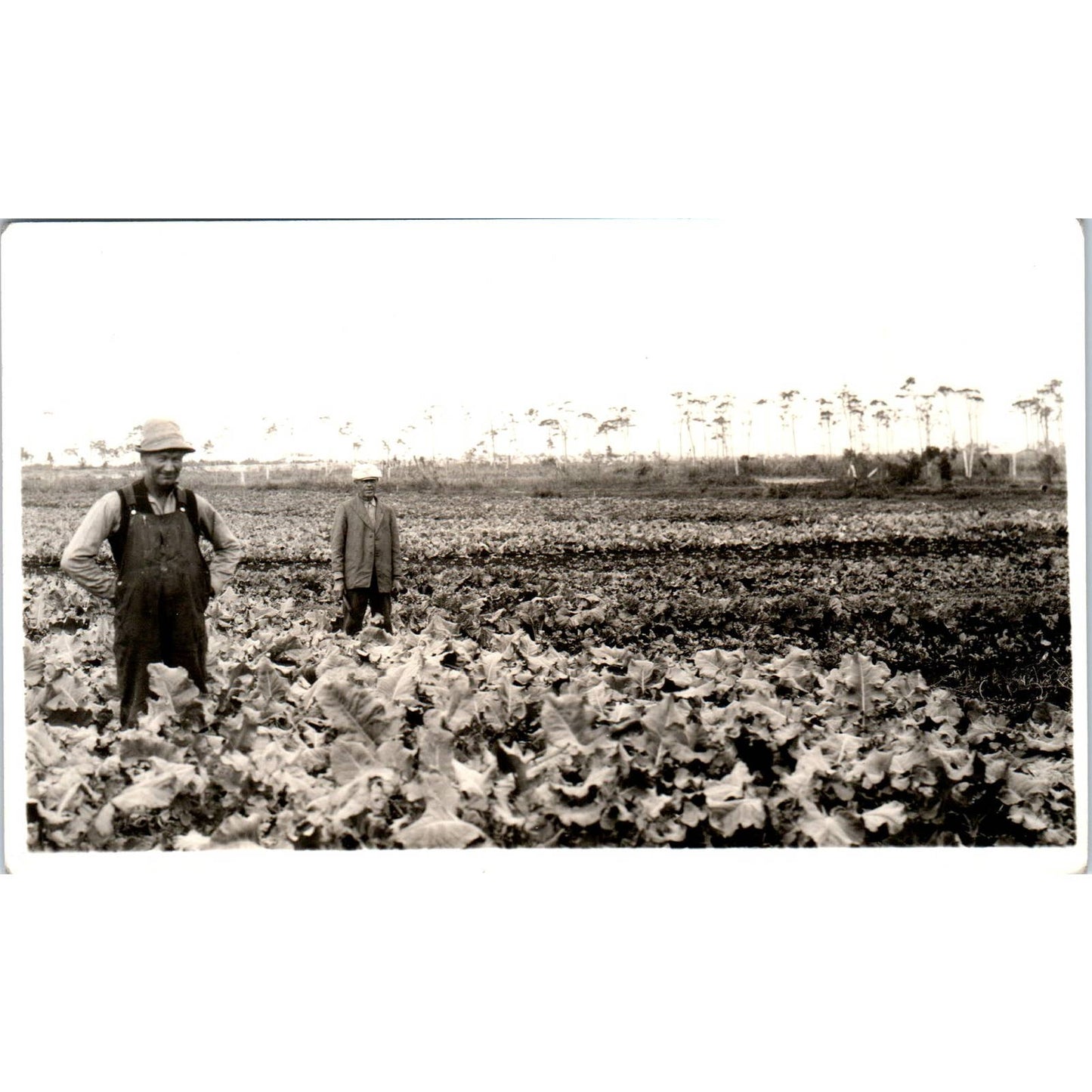 Antique Postcard RPPC Farmers in Large Field of Leafy Greens c1910 SE8