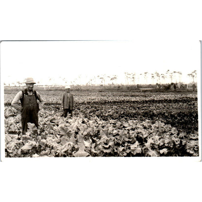 Antique Postcard RPPC Farmers in Large Field of Leafy Greens c1910 SE8