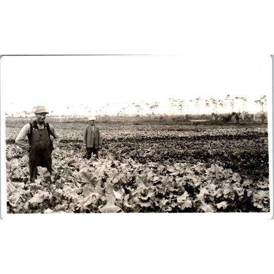 Antique Postcard RPPC Farmers in Large Field of Leafy Greens c1910 SE8