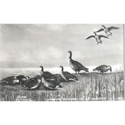 1946 North Dakota Beauties Canadian Honkers Goose Hunting - RPPC Postcard TJ9-P1