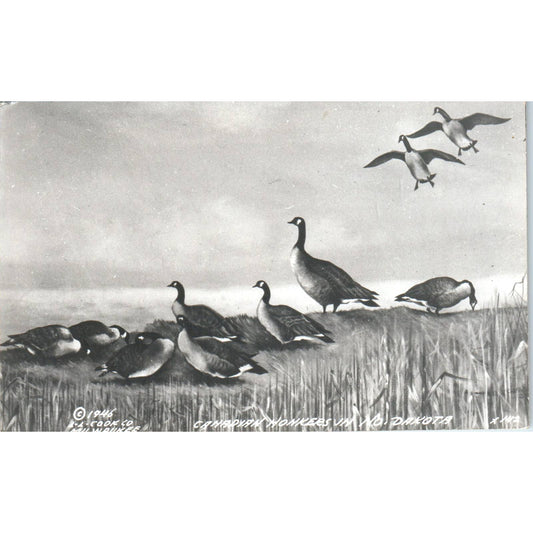 1946 North Dakota Beauties Canadian Honkers Goose Hunting - RPPC Postcard TJ9-P1