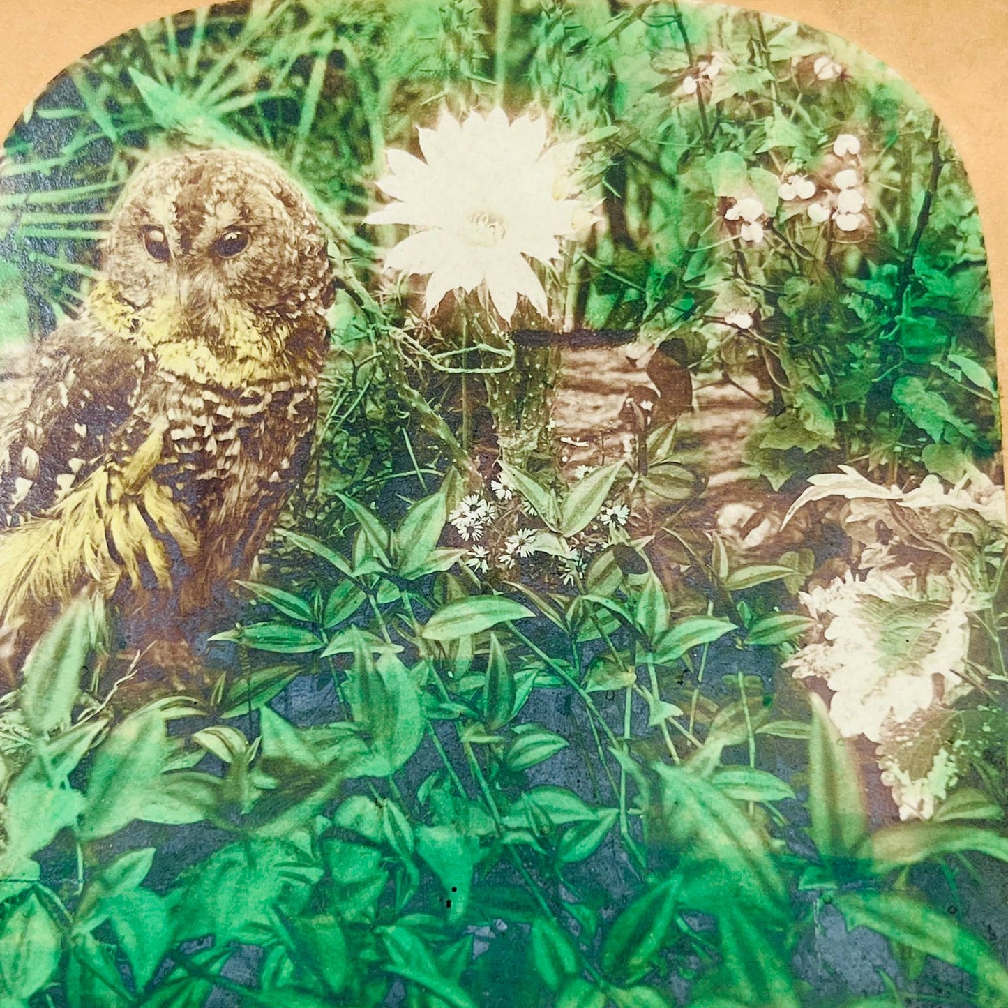 1900 Stereoview Card Hand Tinted Owl and Flowers