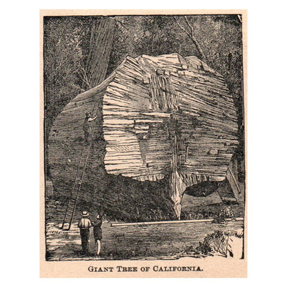 Giant Redwood Tree of California 2.5x3.5" Original Engraving 1899 TJ8-7