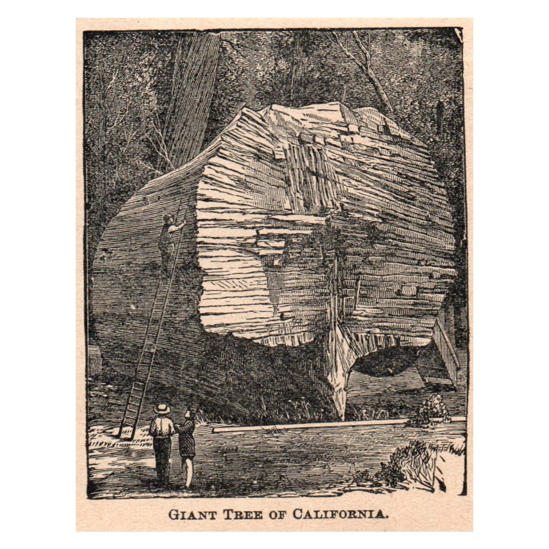 Giant Redwood Tree of California 2.5x3.5" Original Engraving 1899 AK5-M28