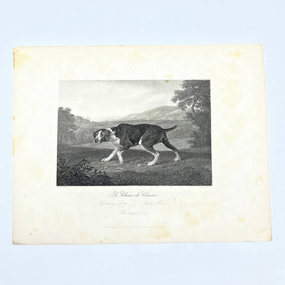 1864 Original Art Engraving - Sporting Dog Jagd Hund Spanish Pointer Stubbs AC3