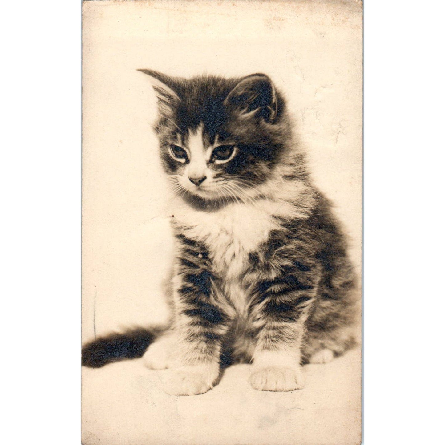 Tabby Cat Kitten Harris' Cat Studies No. 33 - Original RPPC Postcard TJ9-P1