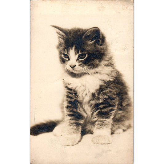 Tabby Cat Kitten Harris' Cat Studies No. 33 - Original RPPC Postcard TJ9-P1