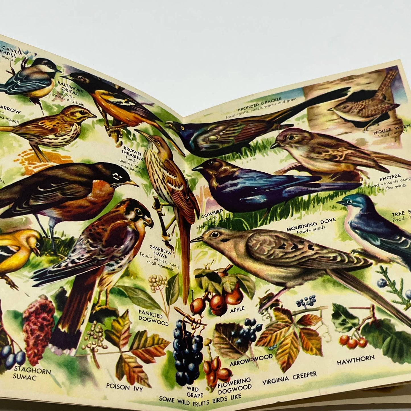 1940s Attracting Birds to Your Yard Garden Blue Book - Audubon Magazine SC5