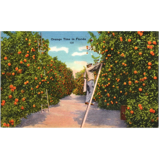 1960s Postcard Man Picking Oranges in Florida Orange Grove SE5