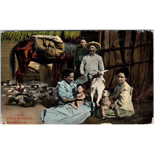 Chiva Grandera Nursing Goat - Havana Cuba Original Postcard P3-1