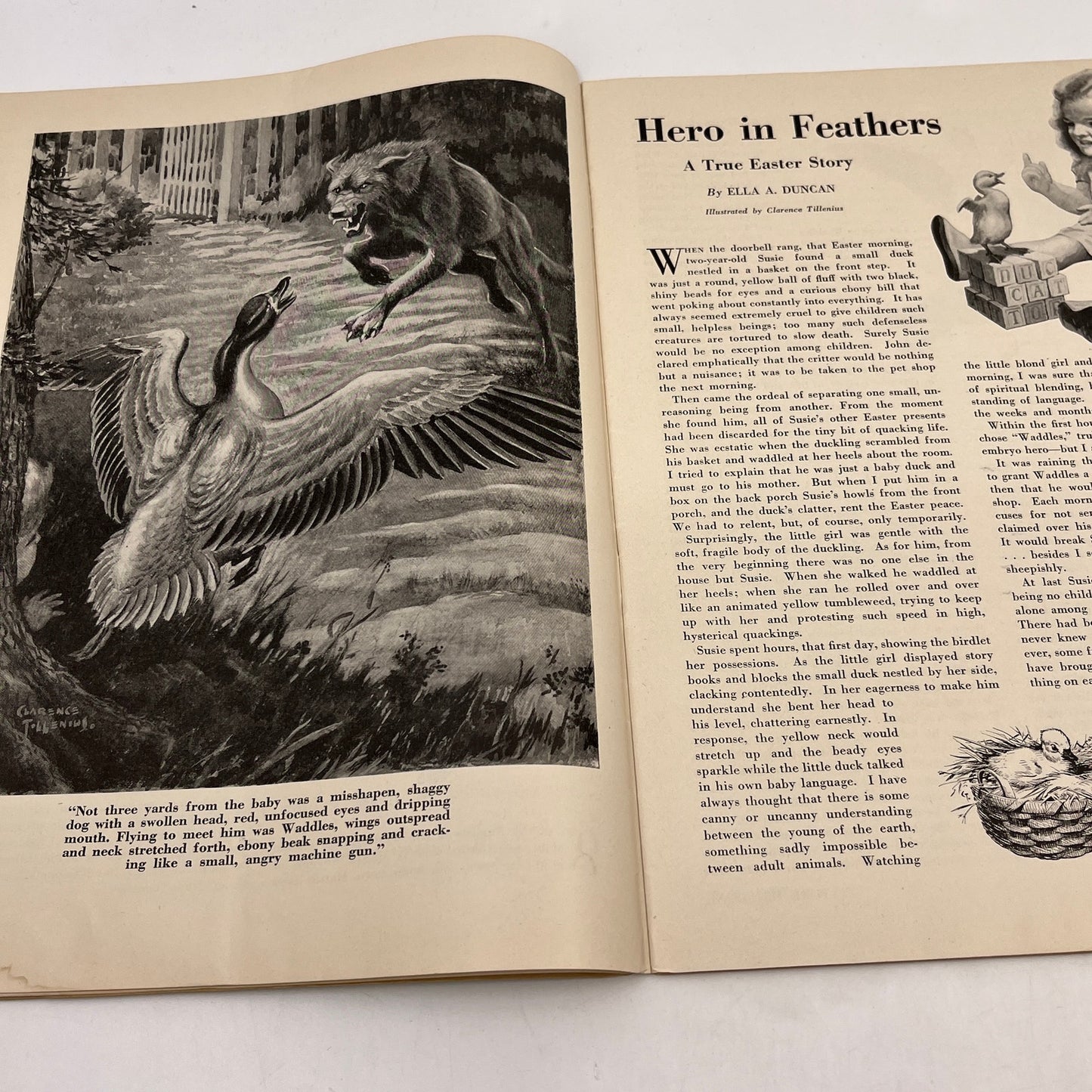 Nature Magazine Apr 1947- Geese Goldfinches in Saskatchewan TH9