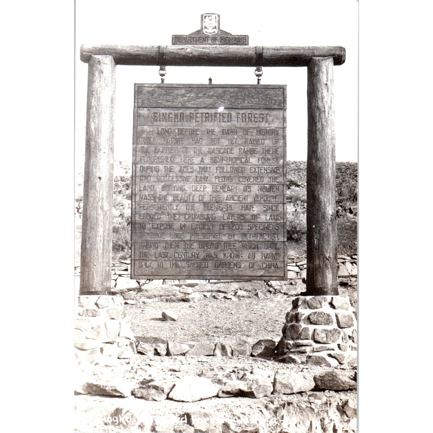 Vintage Postcard GINKGO PETRIFIED FOREST WANAPUM RECREATION AREA Washington TD9