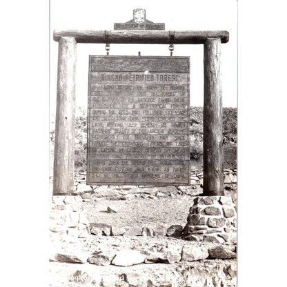 Vintage Postcard GINKGO PETRIFIED FOREST WANAPUM RECREATION AREA Washington TD9