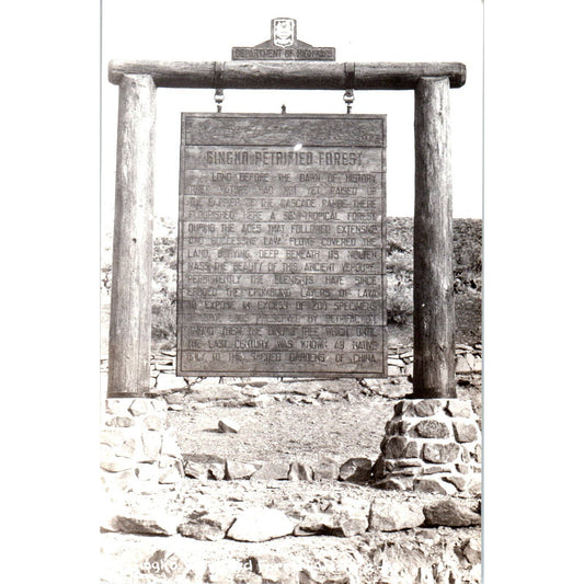 Vintage Postcard GINKGO PETRIFIED FOREST WANAPUM RECREATION AREA Washington TD9
