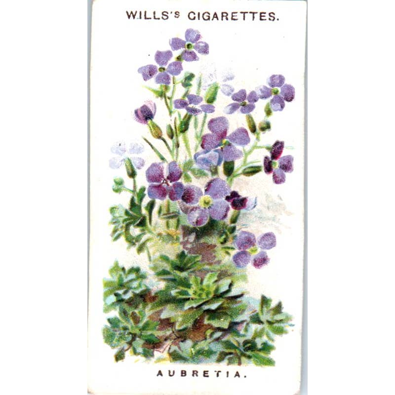 1910 Wills Cigarette Card Old English Garden Flowers #11 Aubrietia SE5
