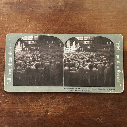 Herd of Sheep, Great Runways Union Stockyards Chicago Antique Stereoview TJ9-V2