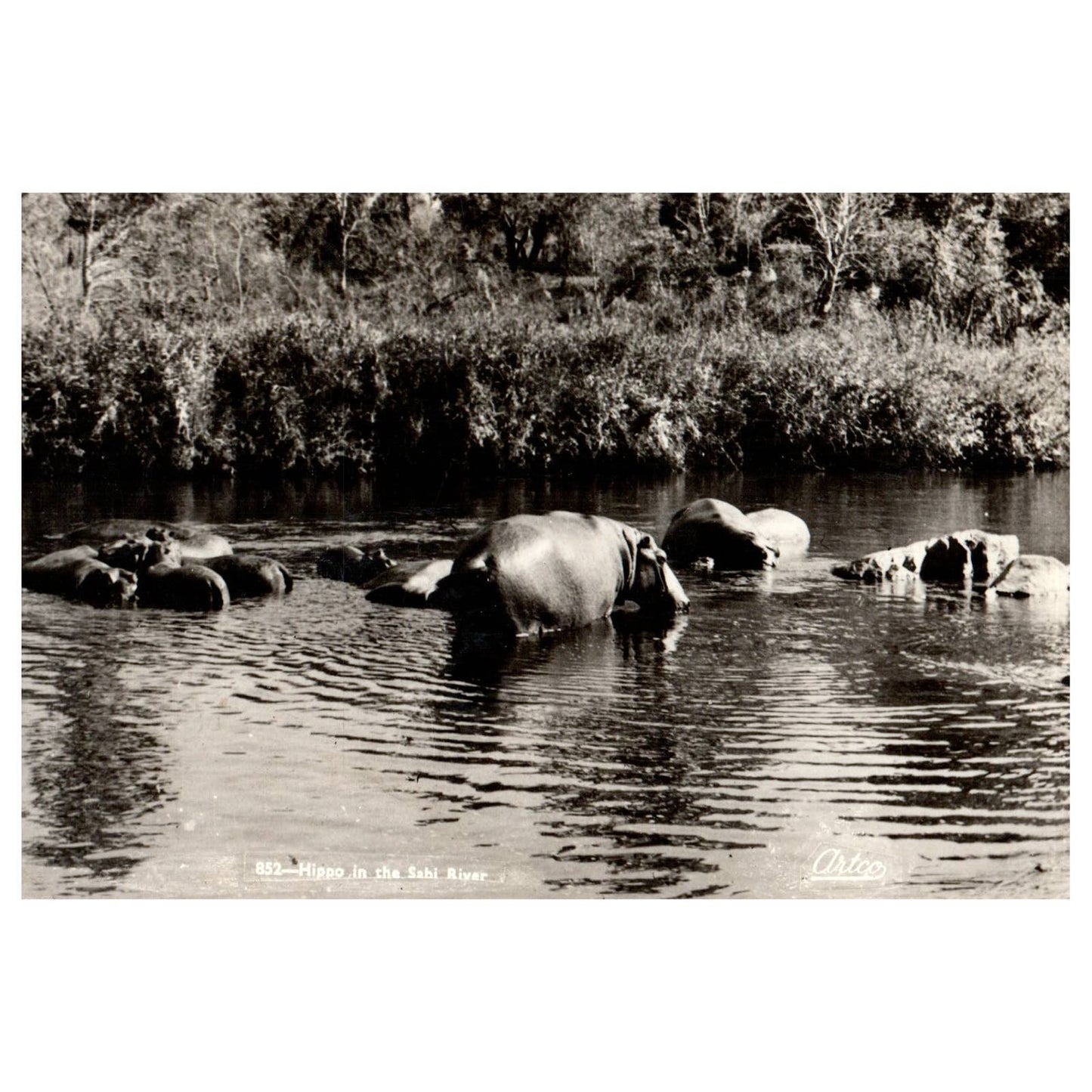 Vintage Postcard Hippo in the Sabi River Artco AC9