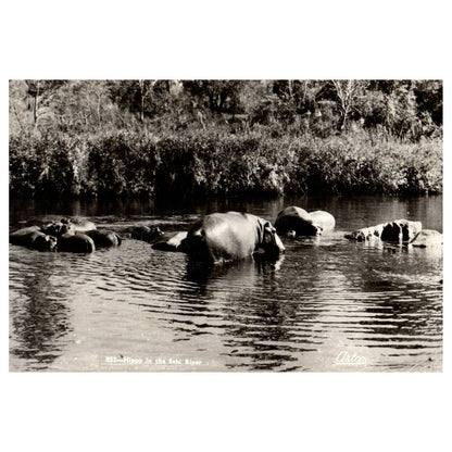 Vintage Postcard Hippo in the Sabi River Artco AC9